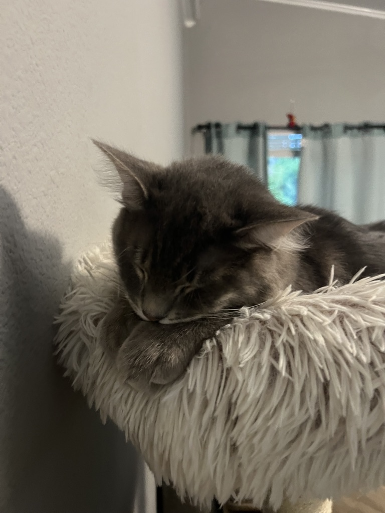 toph sleeping