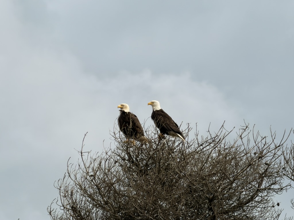 Twin Eagles